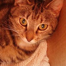 Blanding af racer Berta <,3 