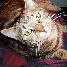 Blanding af racer Berta <,3 