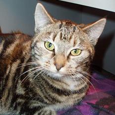 Blanding af racer Berta <,3 