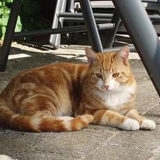 Huskat Garfield <,3 (gaffe) 