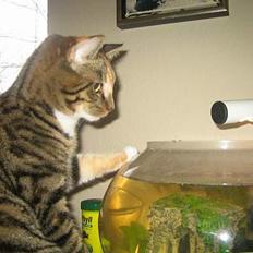 Blanding af racer Gucci