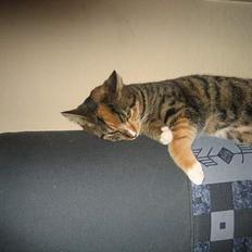 Blanding af racer Gucci