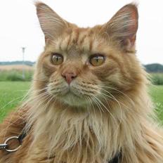 Maine Coon BALDER