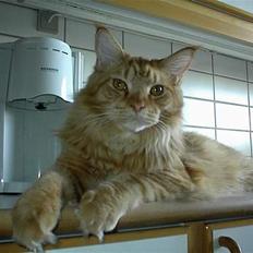 Maine Coon BALDER