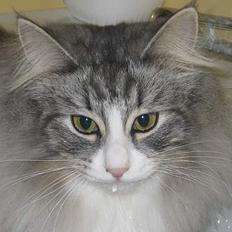 Norsk Skovkat Fluffy