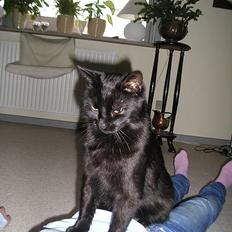 Blanding af racer Findus (oksnard) <33