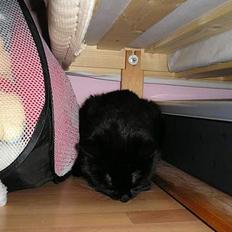 Blanding af racer Findus (oksnard) <33