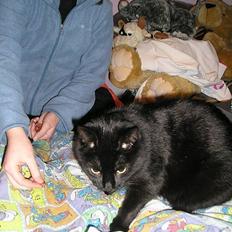 Blanding af racer Findus (oksnard) <33