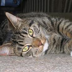 Blanding af racer Findus