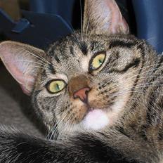 Blanding af racer Findus