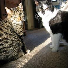 Blanding af racer Findus