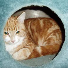 Huskat Garfield <,3 (gaffe) 