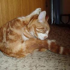 Huskat Garfield <,3 (gaffe) 