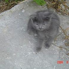 Blanding af racer Elvis