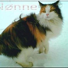 Blanding af racer † Nønne †