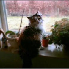 Blanding af racer † Nønne †