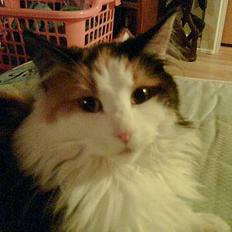 Blanding af racer † Nønne †