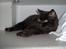 British Shorthair Benjamin af Chindwin Blue