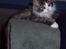 Maine Coon gallaxes galliano