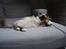 Hellig Birma Madonna (Minni) +R.I.P+  - dejligt at ligge at lege