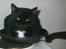 Huskat Misling  - Katte steg :-)