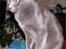 Korat Sean Connery - Sean 16. dec. 2005 - knap 8 mdr