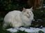 Maine Coon GIC Bright Star - I haven 23-03-08