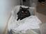 British Shorthair Benjamin af Chindwin Blue - Benjamin "passer" på vasketøjet