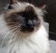 Hellig Birma Madonna (Minni) +R.I.P+ 