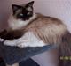 Ragdoll Honey