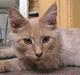 Maine Coon Bossen