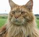 Maine Coon BALDER