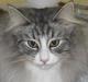 Norsk Skovkat Fluffy