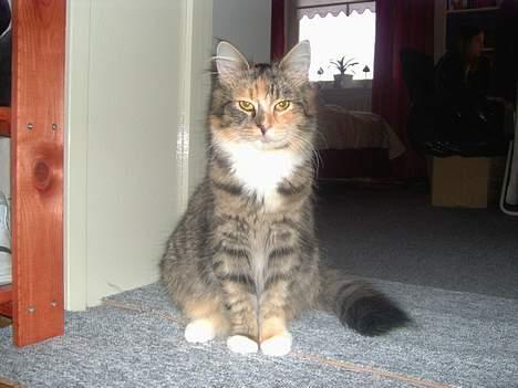 Maine Coon Misseline - Se hvor fin jeg er ..  billede 1