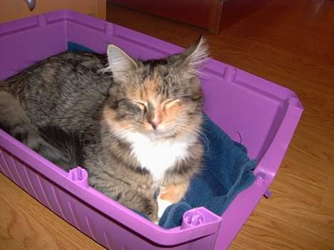 Maine Coon Misseline - Prøver lige og få en lille lur..  billede 2