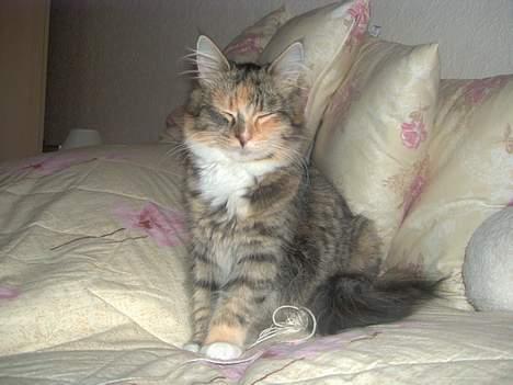 Maine Coon Misseline - Jeg kan da også sidde op, og sove..  billede 3