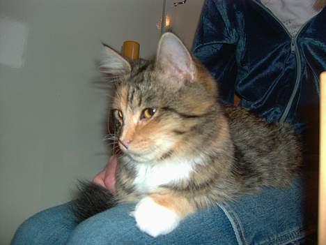 Maine Coon Misseline - Se mit dejlige hoved... billede 4