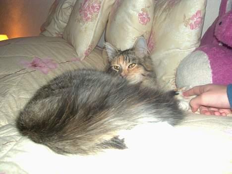 Maine Coon Misseline - Se lige min fine hale..  billede 5