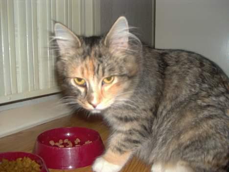 Maine Coon Misseline - Hov ? billede 6