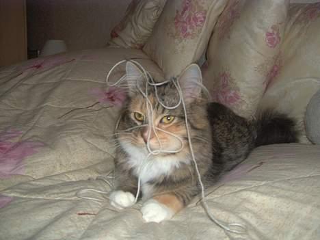 Maine Coon Misseline - jeg kan da også lege..  billede 7