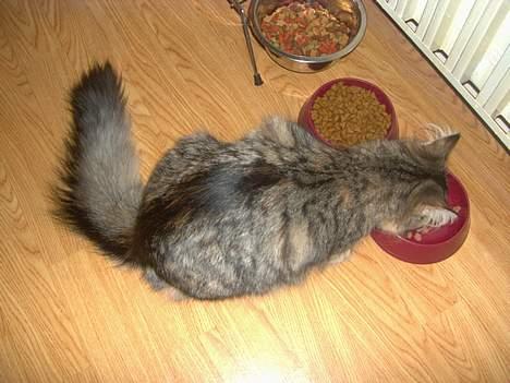 Maine Coon Misseline billede 8