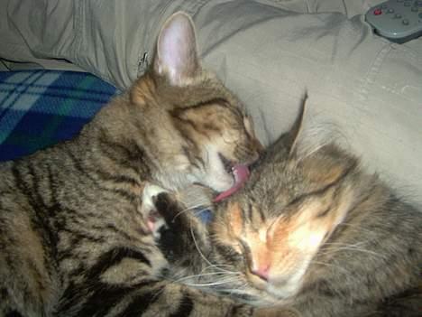 Maine Coon Misseline - Skulle lige vaskes.. billede 9