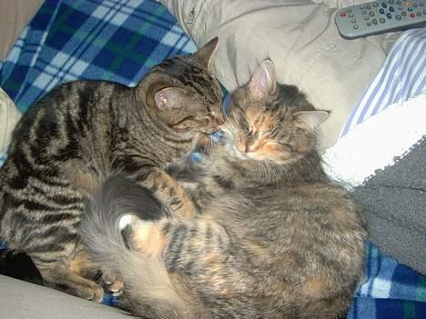 Maine Coon Misseline - Se os lige, er vi ikke søde ?  billede 10