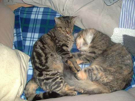 Maine Coon Misseline - Se os liige.. billede 11