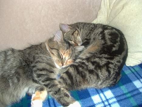 Maine Coon Misseline - Se, hvor fine vi er.. billede 12