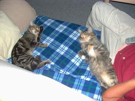 Maine Coon Misseline - Er vi ikke bare kære ?  billede 13