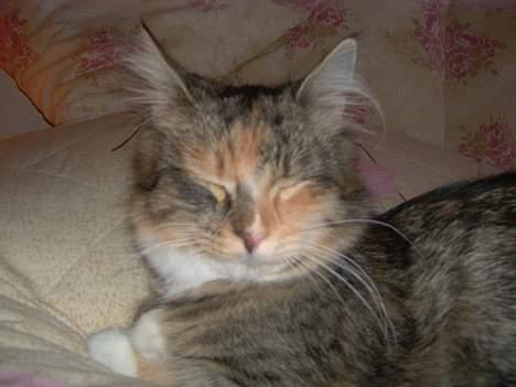 Maine Coon Misseline - Ihhh, hvor jeg nyder det..  billede 15