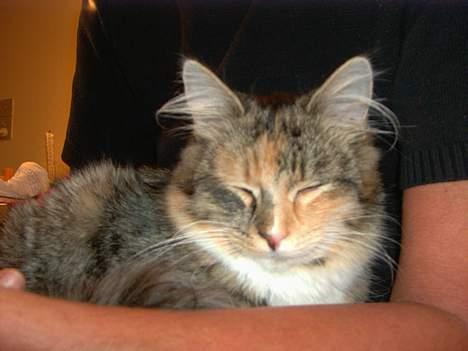 Maine Coon Misseline - Er jeg ikke bare så sød ?! billede 16