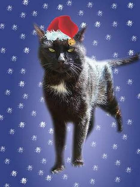 Blanding af racer zoro - glædelig jul til alle billede 17