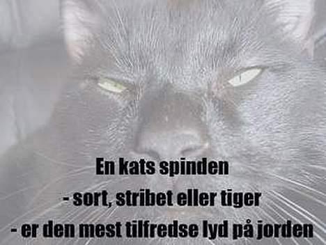 Blanding af racer zoro billede 18